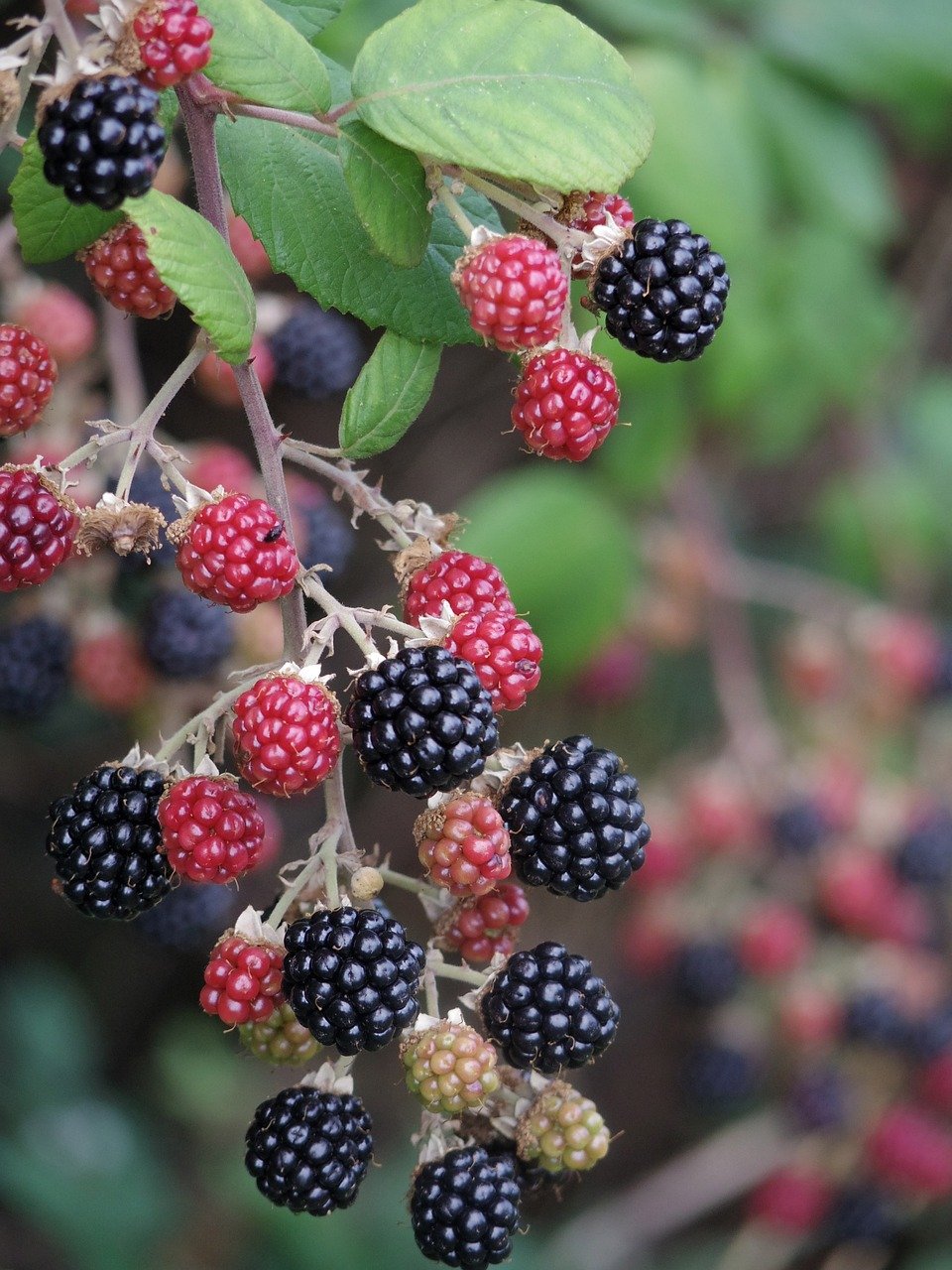 blackberry, raspberry, fruit